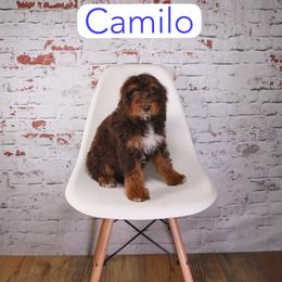 Camilo - Red phantom male Aussiedoodle puppy in Calhoun, Georgia from Happy Top Doodles