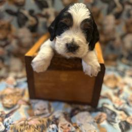 Chauncey - Black white and tan male English Springer Spaniel puppy in Braidwood, Illinois from A & R Springers