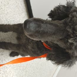 Poodle All Grown Up from Morris Prancing Poodles