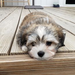 Havanese Puppies from Willow Springs Havanese