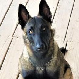 Belgian Malinois from Vandergriff Malinois