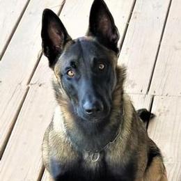 Belgian Malinois from Vandergriff Malinois