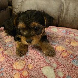 Lucy (White) - Black and tan female Yorkshire Terrier puppy in Fayetteville, Tennessee from Mina's Yorkies