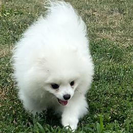 Pomeranian Puppies from Pom paws over gardens