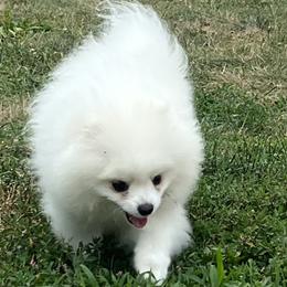 Pomeranian Puppies from Pom paws over gardens