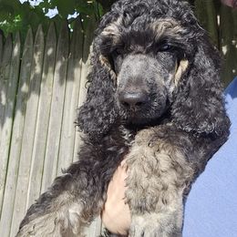 Boy 1 - Phantom Poodle puppy in New York from Powder Puff Poodles