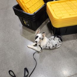 Border Collie Puppies from Cullins Collies