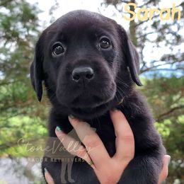 Sarah - cream collar - Black Labrador Retriever puppy in Huntingdon, Pennsylvania from Stone Valley Labrador Retrievers