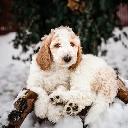 Bearded Retriever, Bernedoodle, and Poodle Puppies from Doodle Belle Puppy