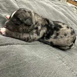 Carolina - Blue merle female Australian Shepherd puppy in Albertville, Alabama from Salt Creek Aussies