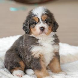 Tide - Merle male Bernedoodle puppy in Dundee, Ohio from Down Home Doodle