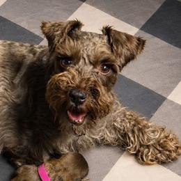 Koko - Miniature Schnauzer