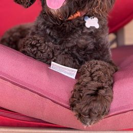 Chewie - Labradoodle