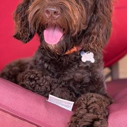 Chewie - Labradoodle