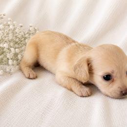 Baby - Cream female Dachshund puppy in Sebring, Florida from Mini Weenies