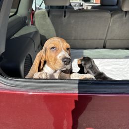 Basset Hound Puppies from Dretzka’s Blessed Basset Hounds