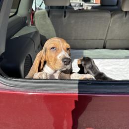 Basset Hound Puppies from Dretzka’s Blessed Basset Hounds