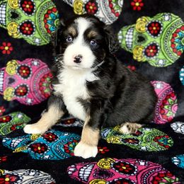 Ember btf - Black Miniature Australian Shepherd puppy in Buchanan, Georgia from Stanleyville Farm Mini Aussies