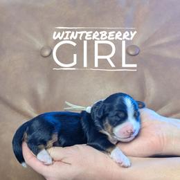 Winterberry - Tri-color female Bernedoodle puppy in Cambridge, Minnesota from Country Meadow Doodles