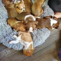 Boston Terrier Puppies from Twist of Faith Farms