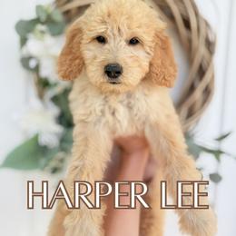 Harper Lee - Apricot female Goldendoodle puppy in Wilson, North Carolina from Cedar Creek Doodles