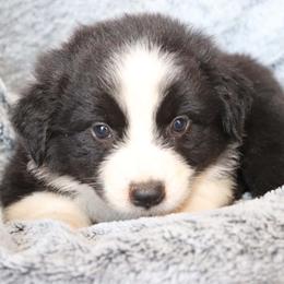 Mario - Black & white male Australian Shepherd puppy in Squaw Valley, California from A&M Australian Shepherds