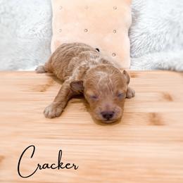 Cracker - Apricot male Maltipoo puppy in Kula, Hawaii from Toy Poodle & Maltipoo Maui