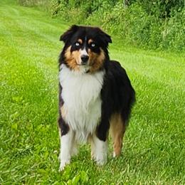 Jett - Australian Shepherd