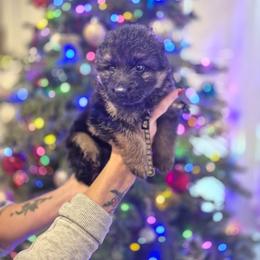 Brown collar male - Black and red male German Shepherd puppy in Eugene, Oregon from Vom Osuna K9s