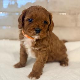 Grumpy - Red male Cavapoo puppy in Preston, Idaho from Shaffer Top Notch Puppies