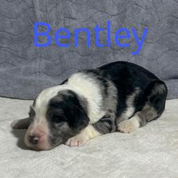 Bentley - Merle male Bernedoodle puppy in Battle Creek, Michigan from T-Rose’s Bernedoodle & Pomsky Puppies