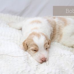 Bernedoodle and Poodle Puppies from SoFun Doodles & Poodles