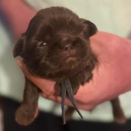 Navy boy - Liver male Shih Tzu puppy in Berkeley Springs, West Virginia from Sandridge Shih Tzus
