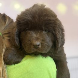 Marie - Brown female Newfoundland puppy in New Paris, Ohio from Beatty Newfies