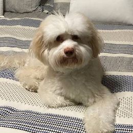 Maverick - Australian Labradoodle