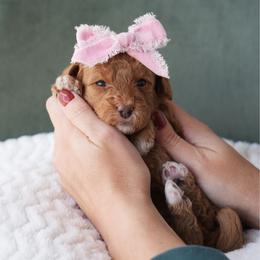 Pink Girl 3500 includes USdelivery - Red  female Goldendoodle puppy in Mayfield, Utah from Ruff Country Doodles