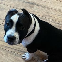 American Bullies from David’s House of Bullyz