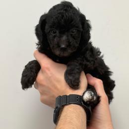 Nelly - Black female Cavapoo puppy in Fayetteville, North Carolina from Carolina Cavapoos