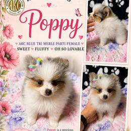 Poppy - Tri-colored female Pomeranian puppy in Cropwell, Alabama from Poms On The Lake