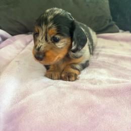 Baby Girl 1 - Dapple female Dachshund puppy in Tulsa County, Oklahoma from Willow Creek Miniature Dachshunds