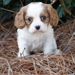 Miles - Blenheim male Cavalier King Charles Spaniel puppy in Lula, Georgia from Cavaliers by Crumley