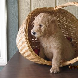 Goldendoodle Puppies from Davis Doodles