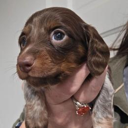 Ellie's chocolate and tan piebald girl - Chocolate and tan female Dachshund puppy in Declo, Idaho from Dozendachs