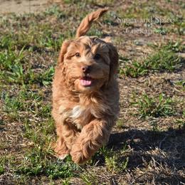 Melman - Red male Cockapoo puppy in Hopkins, South Carolina from Sugar and Spice Cockapoos