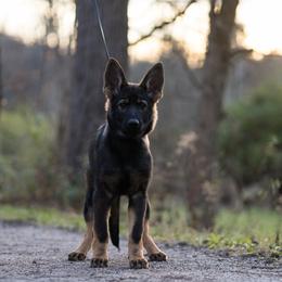 German Shepherd Puppies from Zwinger Vom Rabenauge