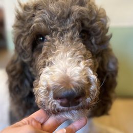 Maple - Goldendoodle