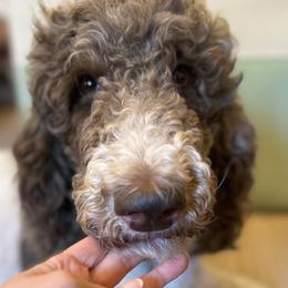 Maple - Goldendoodle