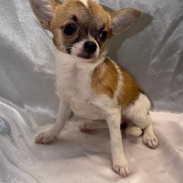 Bella - Fawn and white female Chihuahua puppy in Palmyra, Indiana from Country Star Chihuahuas