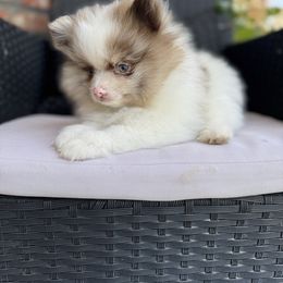 Boy 1 - Chocolate merle male Pomeranian puppy in California from Savvypomeranians