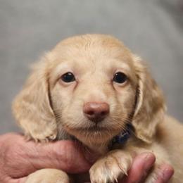Olive Blue Collar Male TOBY - Cream male Dachshund puppy in Trade, Tennessee from TN Miniature Dachshunds & Basset Hounds